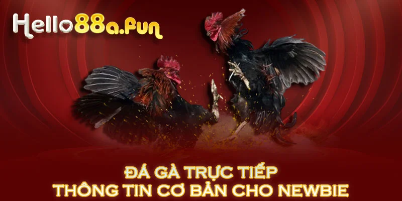 Đá gà trực tiếp - thông tin cơ bản cho newbie