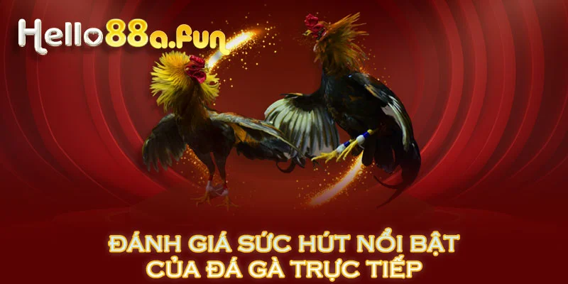 Đánh giá sức hút nổi bật của đá gà trực tiếp